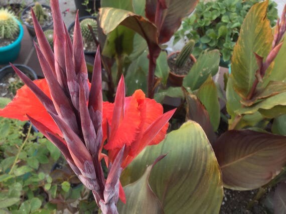 Black Knight Canna Lily, Rooted plant Produces red/orange long lasting flowers! Easy to grow two 