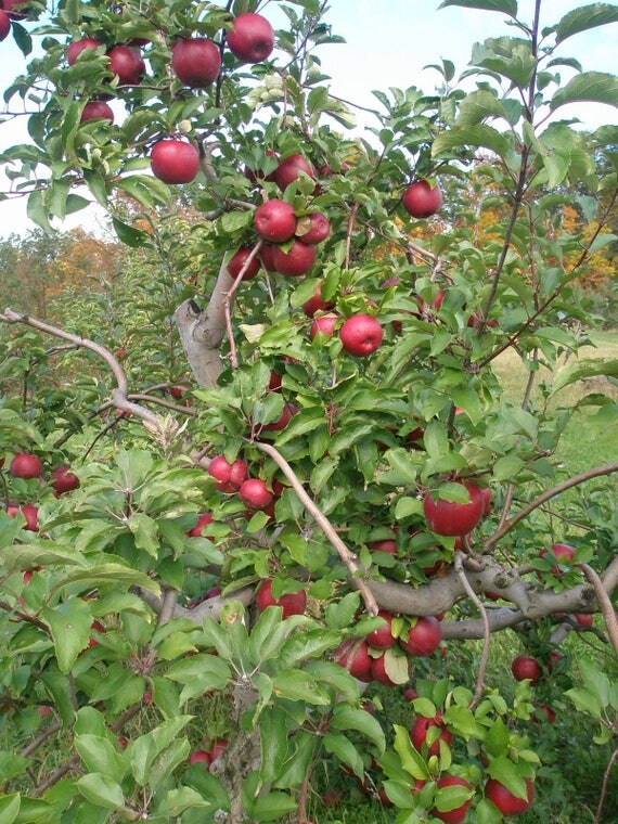 Red Rome Apple Tree 1 Gallon Potted Plant Self Pollinating