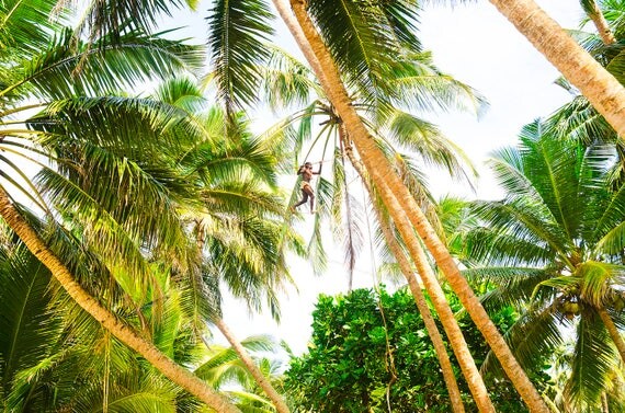 TREE MAN. Sri Lanka, Travel Photography, Limited Edition, Photographic Print, Palm Trees.