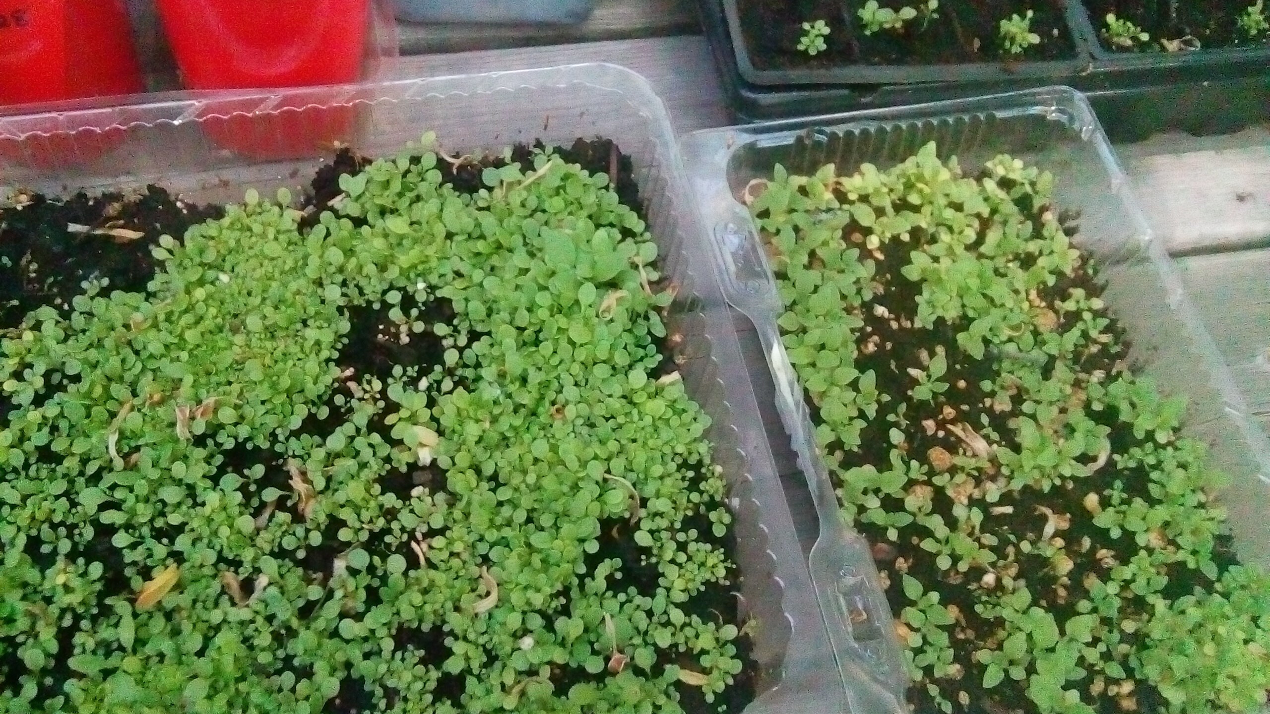 fwinter sowing success