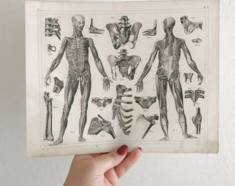 Antique 1849 human anatomy medical engraving. In good condition, very beautiful!