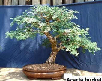Acacia burkei / 5 seeds (Great for bonsai style)