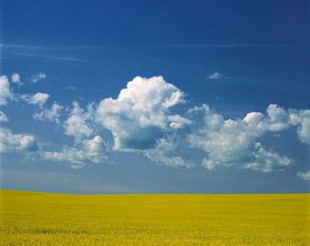 Canola Field , blue sky and cumulus at Rocanville, Saskatchewan