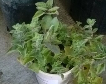 Mexican Oregano Lippia graviolens Ship in a 3" Pot