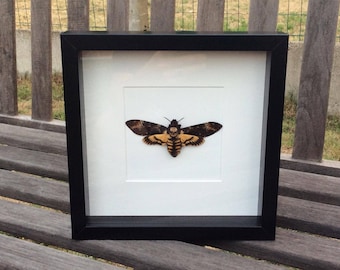 Mounted or Framed Acherontia Atropos - death's head hawkmoth A1 quality - Taxidermy / butterfly / insects / folded / wings close / Mounted