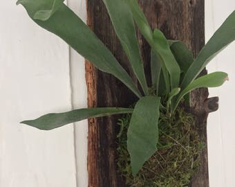 Staghorn Fern Mounted on Wood