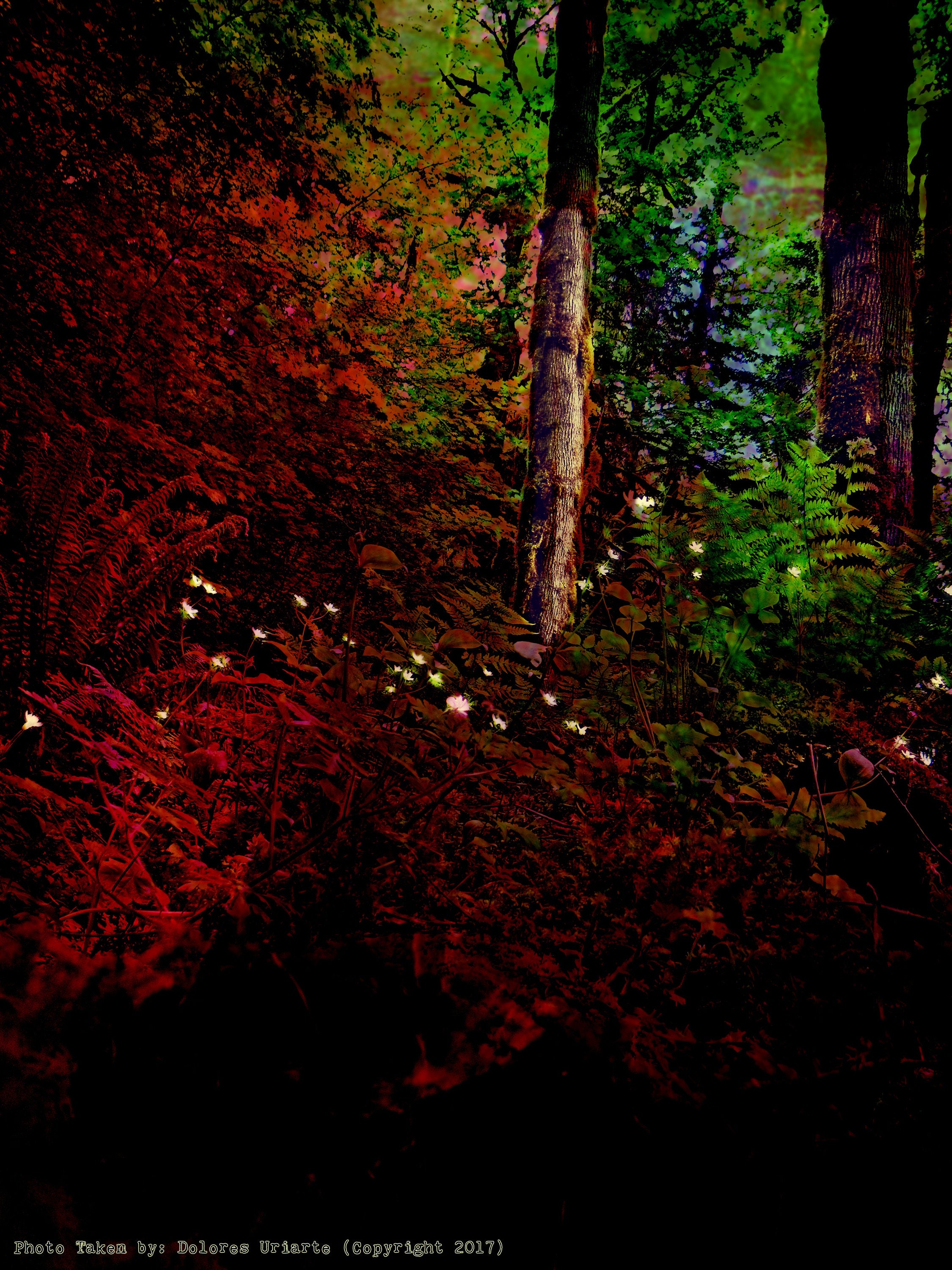 Peaceful Darkness Flowers Glowing in the Dark Forest scenery