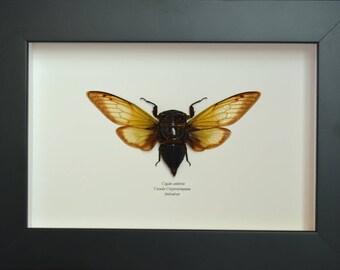 Amber cicada Cryptotympana from Indonesia with amber and translucent wings