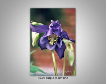 95.05 Purple Columbine Limited Edition, Signed and Numbered 5x8 Image