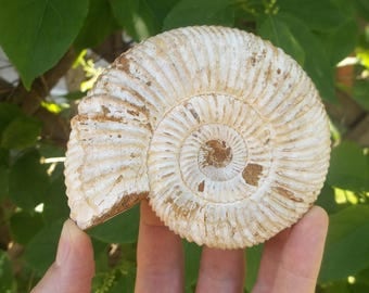 Ammonite White Spined Ammonite Fossil - Perisphinctes Virguloides