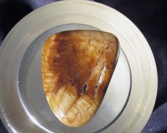 25% OFF Sale Hell's Canyon Petrified Wood Cabochon