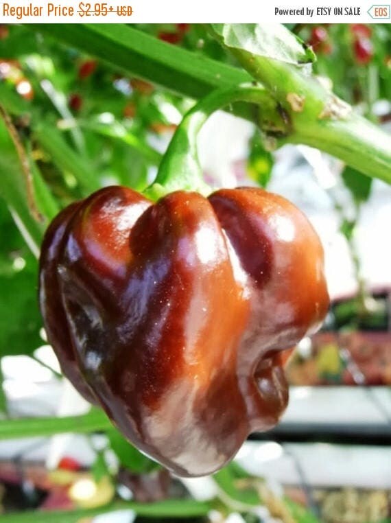 BIG SALE Jamaican Chocolate Scotch Hot Pepper seeds