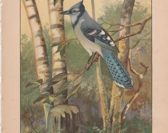 Blue Jay/Whippoorwill Antique Bird Print 1926 R. E. Todhunter