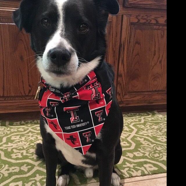 Dog Bandana made from University of West Virginia Fabric