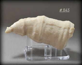 Sparkly, Extra-Large, Complete, Solitary Horn Coral Fossil - Minutely Detailed Carboniferous Marine Fossil, from Weeping Water, Nebraska