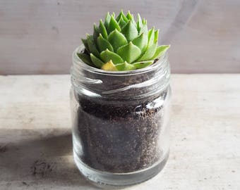Sempervivum / Succulent Glass Jar Favours (Single Small Plant) - Gifts, Wedding Favours, Baby Shower Favours