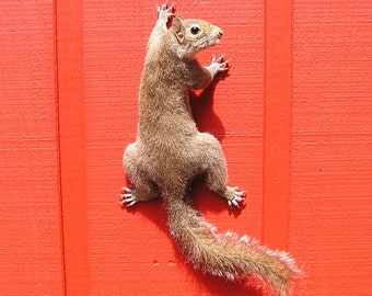 taxidermy stuffed squirrel