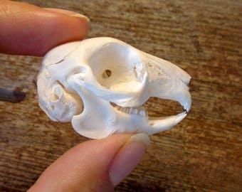 Wet Preserved Domestic Rabbit Heart Jarred Specimen Mature