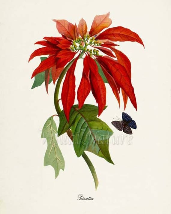 Poinsettia Flower Art Print Botanical Art Print Flower Wall