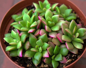 Pink Succulents Anacampseros Sunrise, Fairy Garden Plant, Anacampseros Telephiastrum Variegata Rufescens, Rare Succulent Plant Wedding Favor
