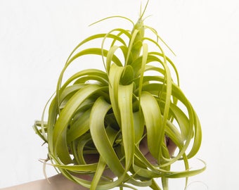 Tillandsia Rothii, RARE Air Plant, LARGE Air Plant, Hanging Air Plants, Indoor Plants, Colorful Air Plants Xerographica House Plant Airplant
