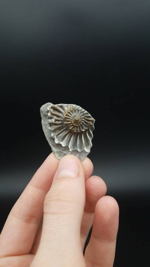 ammonite cast