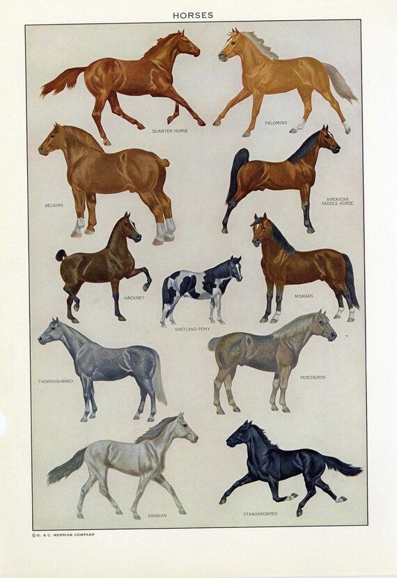 Items similar to Vintage Dictionary Print of Horses. 1968. on Etsy