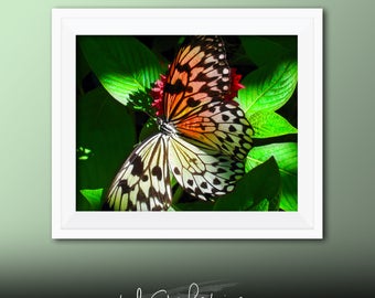 Printable Wall Art Butterfly Print #B01, Butterfly Decor, Butterfly Photo Closeup, Printable Butterfly Art, Printable Photo Art