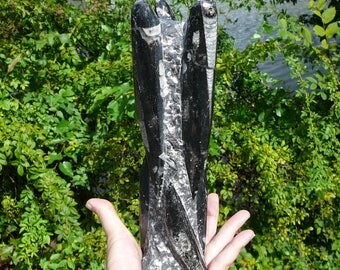 Large Stand-Up Orthoceras Fossil ~ 1496 grams, Genuine Natural Fossil, Organic, Metaphysical, Hippie, Gothic, Ancient, Crystal Healing, Yoga