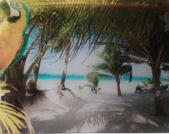 Tropical Picture of a Parrot and the Beach 11