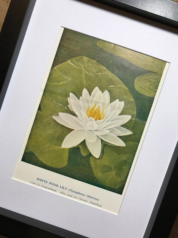 White Pond Lily Botanical Book Plate Print - Mounted Vintage Water Lily Plant Illustration - Nymphoea Odorata - Green Wall Art Home Decor