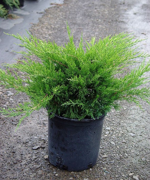 Sea Green Juniper Aka Juniperus 'Sea Green' 2 Tier