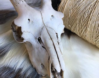 Goat Skull | Etsy