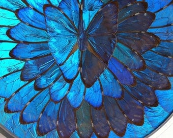 Irridecent Blue MORPHO Butterfly Wings Wall Plate