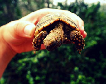 Turtle Life | South Africa Travel Animal Photography, Fine Art, Wall Art, Home Decor, Print