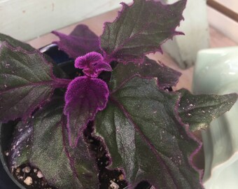 Beautiful Gynura aurantiaca 3"