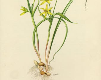 Vintage lithograph of the Yellow Star-of-Bethlehem from 1955