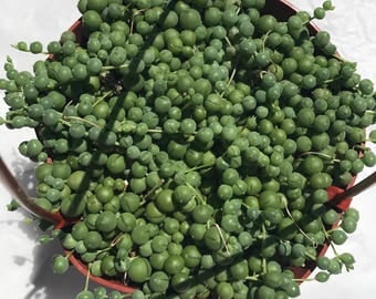 LARGE String of Pearls Succulent, 6" Pot Size