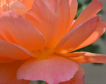 Sunset flower