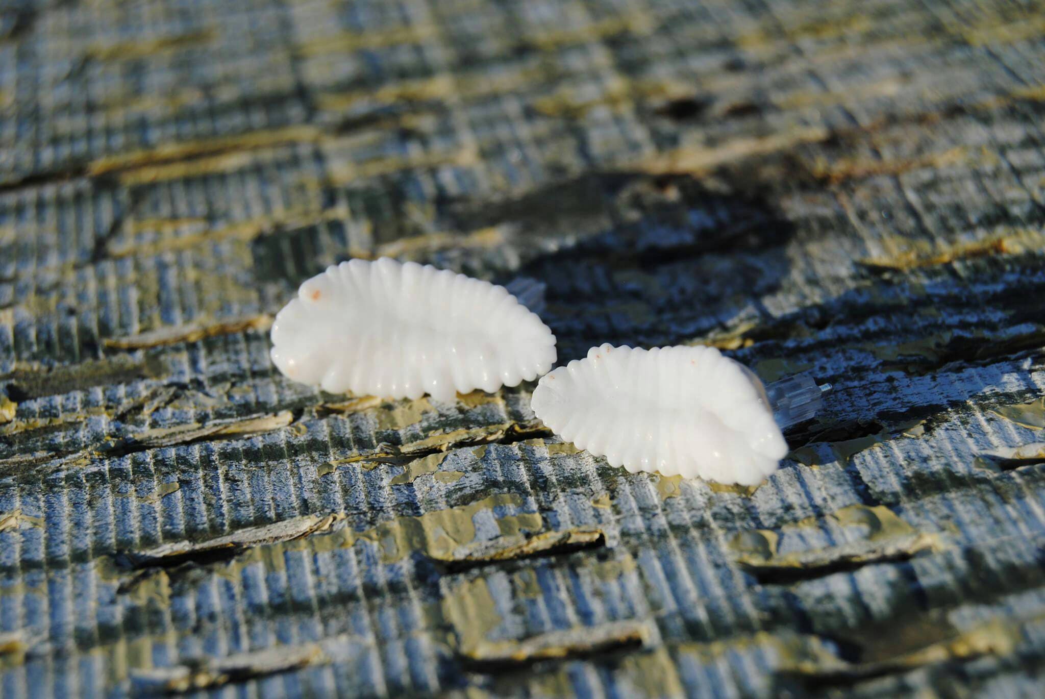 Newfoundland Otolith Cod Fish Fish Ear Bone Nickel Free