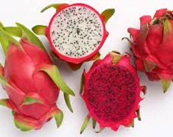 2 Cutting Dragon Fruit Mix Color, Purple 1 Cutting & White 1 Cutting, 5 Inch