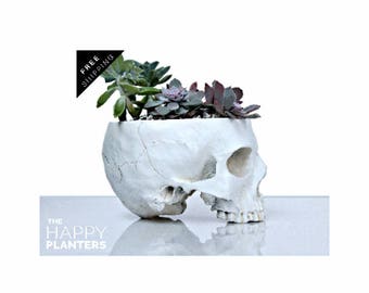 Skull Planter Large Size White, Cactus planter, Indoor Plant Pot, Human Skull Planter, Cactus Planter Gift, Air plant Terrarium, Cactus Pot