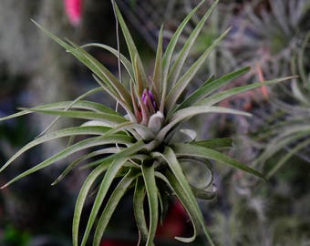LARGE Air Plant Tillandsia Kammii, Hanging Air Plant, Airplant, Himmeli Air Plant, Rare Succulent, Airplants, Colorful Air Plants In Bulk