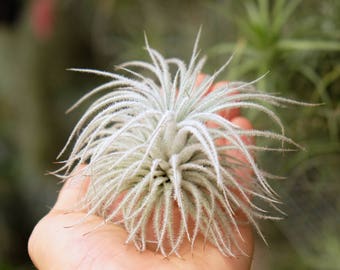 Tectorum Air Plant Tillandsia, Terrarium Plants, Fuzzy Air Plant Terrarium, Succulents, LARGE Air Plants, Wholesale Air Plant Tectorum SALE