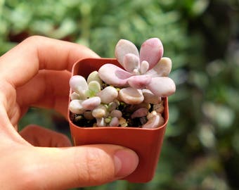 Moonstones Plant, Pink Succulent Purple Succulent Plants, Pachyphytum Oviferum, Sugaralmond Plant, Succulent Terrarium Plant, Rare Succulent