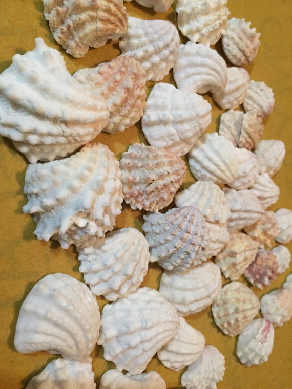 Spiny Jewel Box Shells Over 40 Florida jewel box seashells