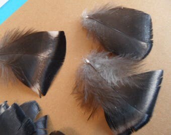 feathers good quality orzak, 2 iridescent metallic shades.