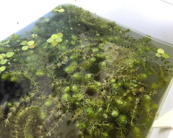 Aldrovanda Vesiculosa 4-6" strand! Healthy Carnivorous Water Wheel Plant/Aquarium Flytrap