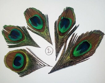 Set of 5 beautiful Peacock eye feathers