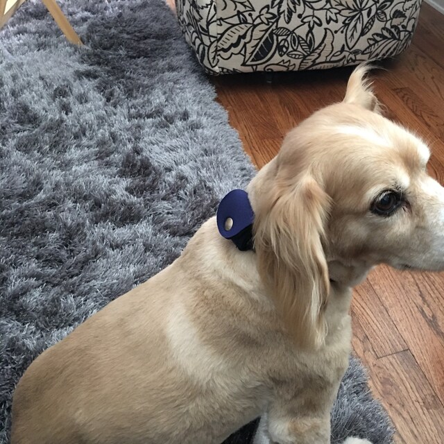 America's Favorite Handmade Pet Tag Silencer by FidoTagSilencers